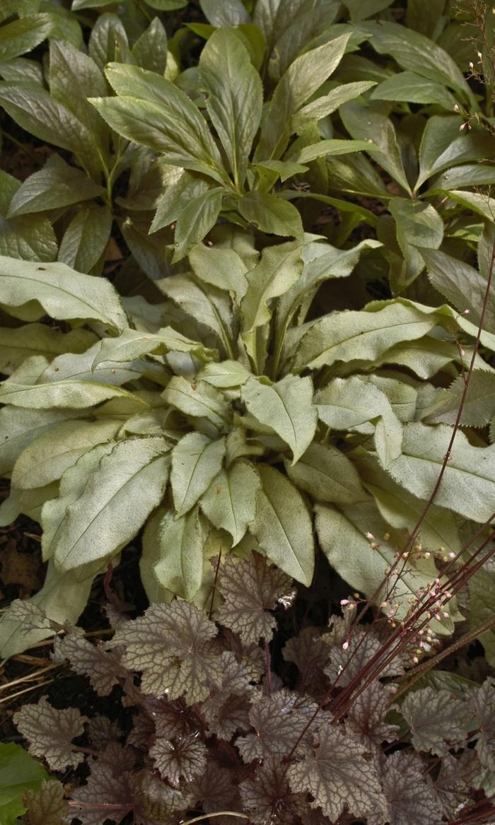 Heuchera Frosted Violet