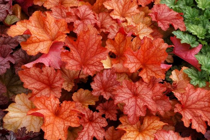 Heuchera Paprika