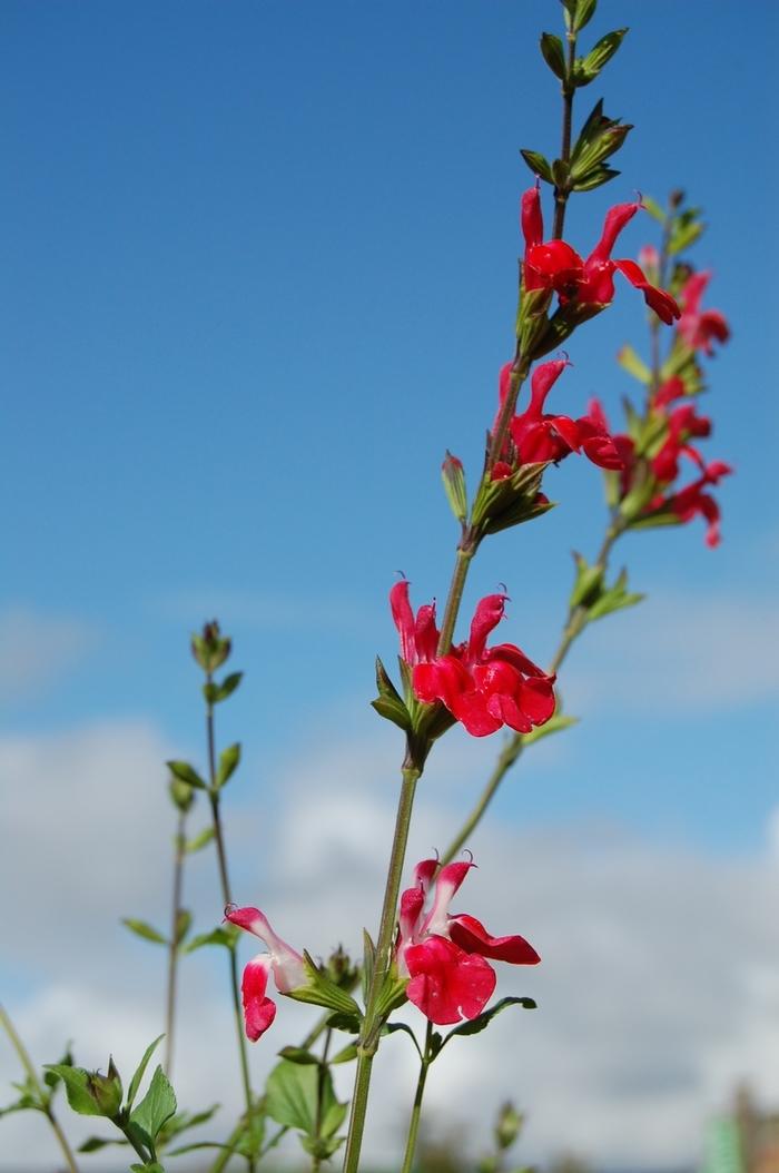 Salvia microphylla Hot Lips