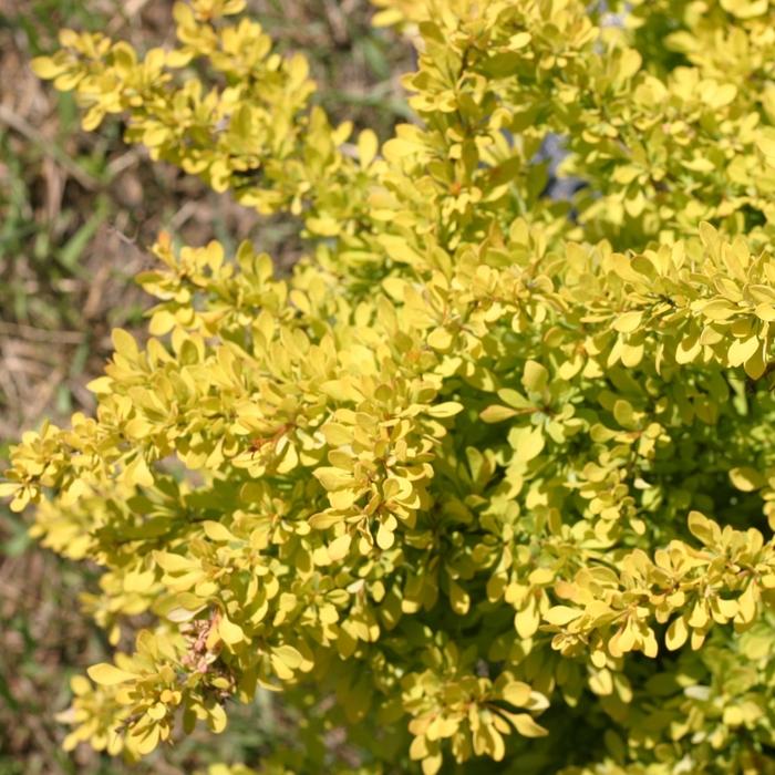 Berberis thunbergii Sunjoy Citrus®