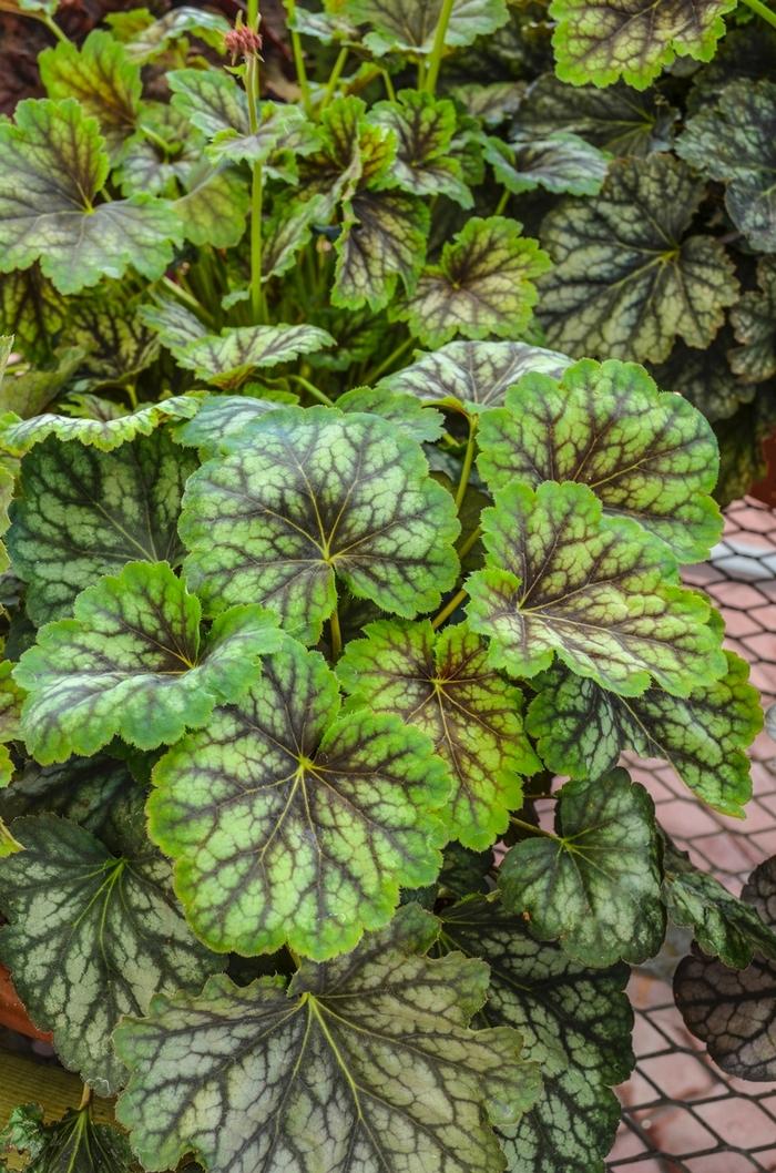 Heuchera Carnival Cocomint