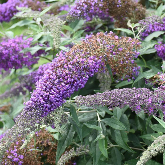 Buddleia Violet Cascade