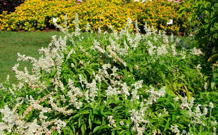 Salvia farinacea Evolution® White