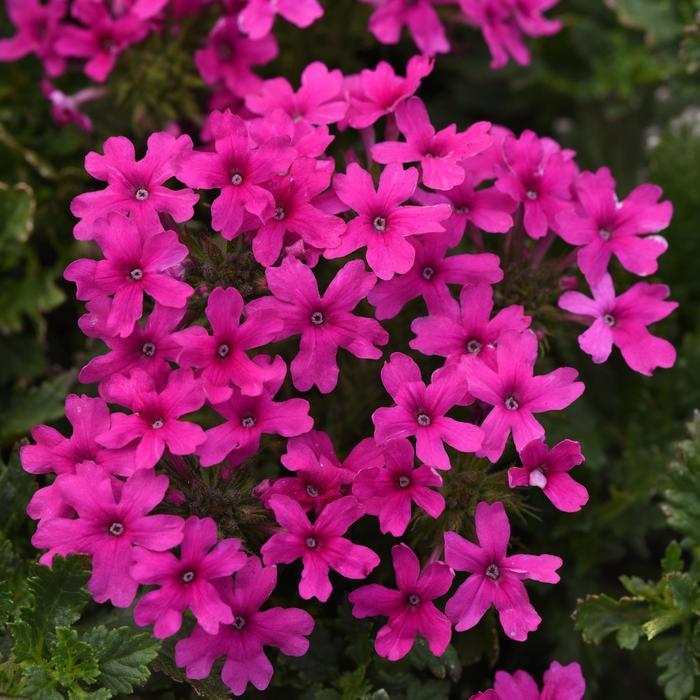 Verbena canadensis Homestead Hot Pink