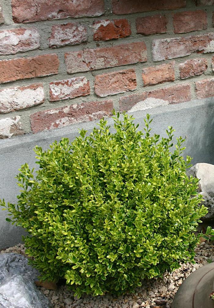 Buxus microphylla Golden Dream