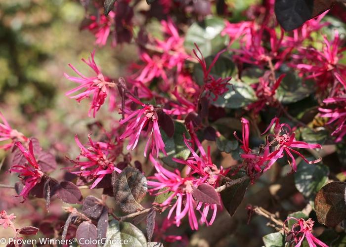 Loropetalum chinense Jazz Hands Bold™