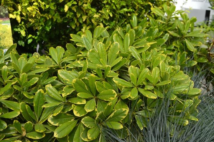 Pittosporum tobira Mojo®