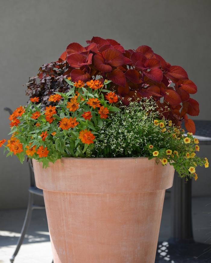Coleus Campfire