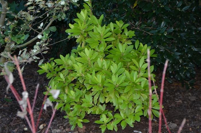 Illicium parviflorum Florida Sunshine