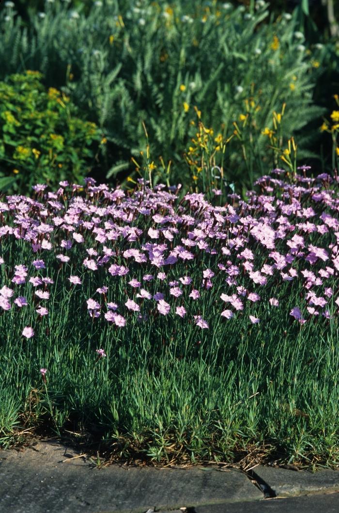 Dianthus Baths Pink
