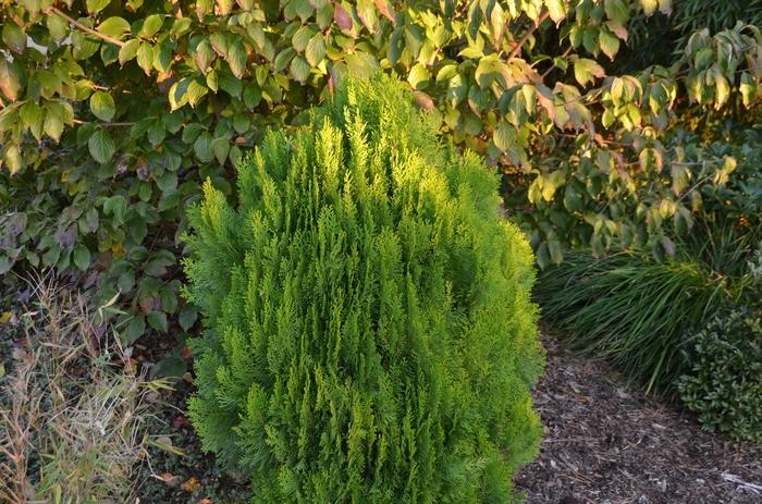 Thuja orientalis Morgan