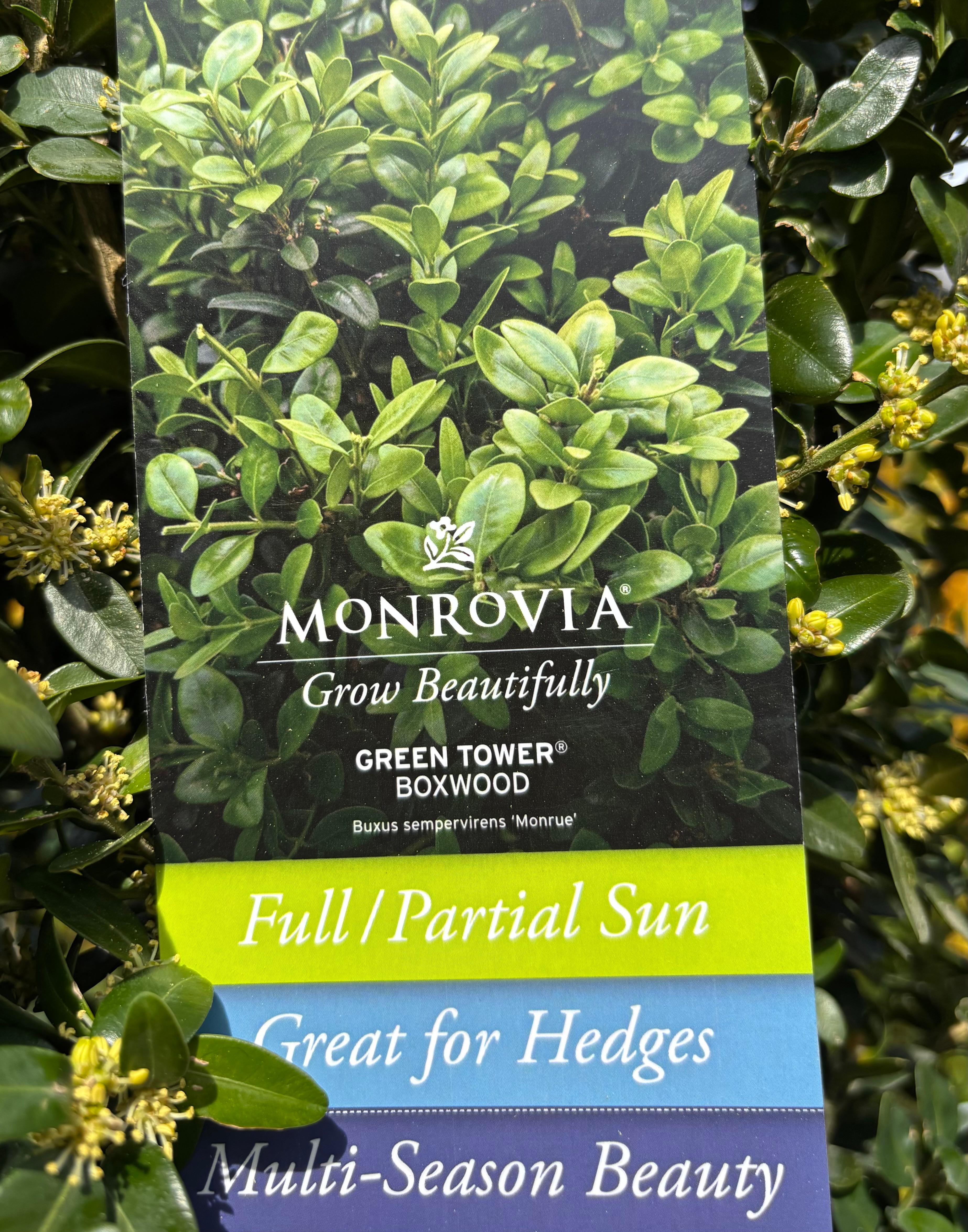 Buxus sempervirens 'Green Tower®'
