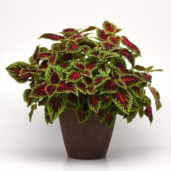 Coleus Dragon Heart