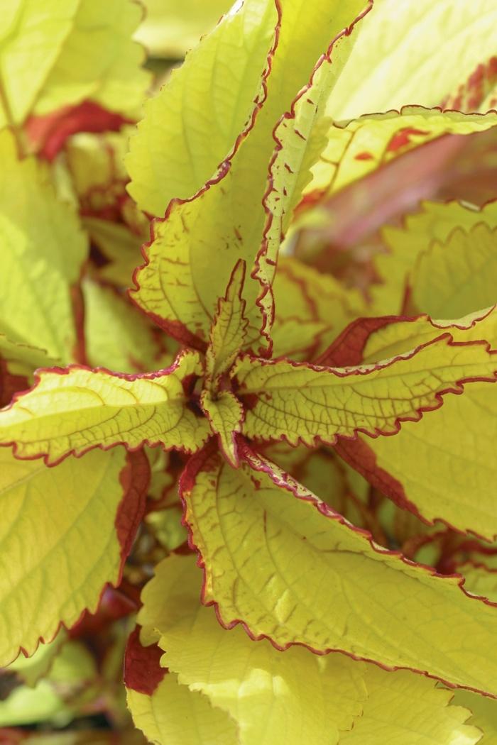 Coleus scutellarioides Pineapple