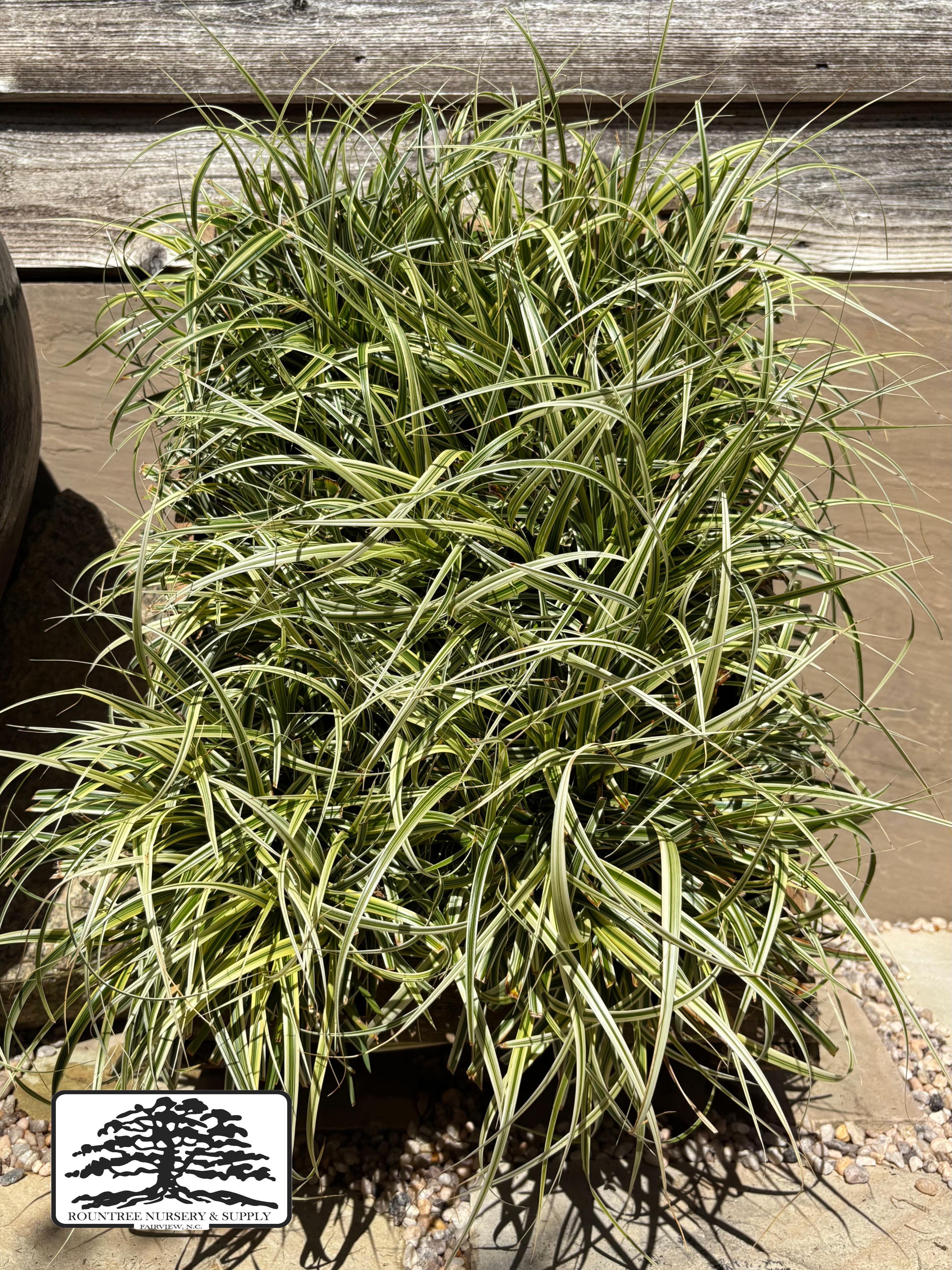 Carex 'Feather Falls' - 1G Flat (6ct)