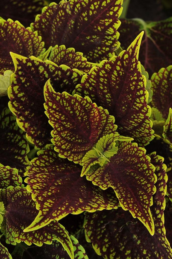 Coleus scutellarioides Coleosaurus