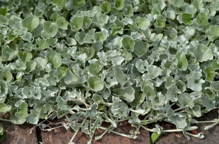 Dichondra argentea Silver Falls™
