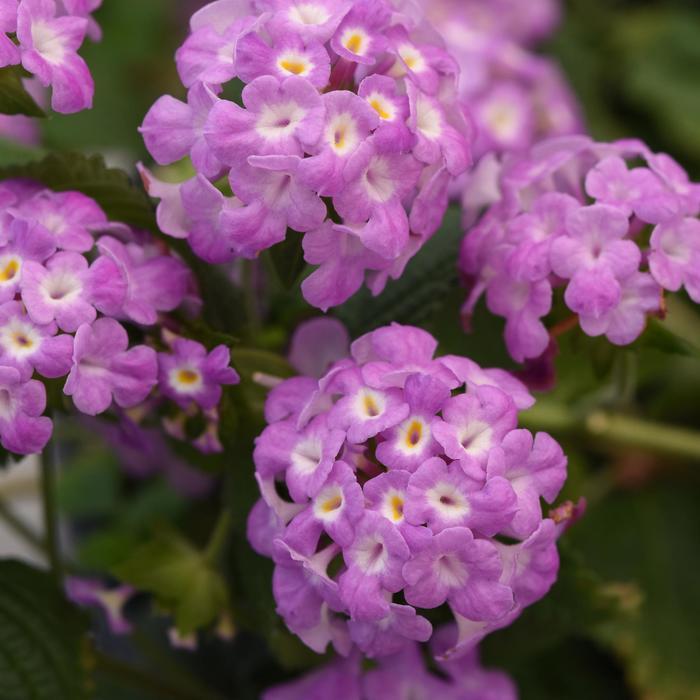Lantana montevidensis Purple Falls
