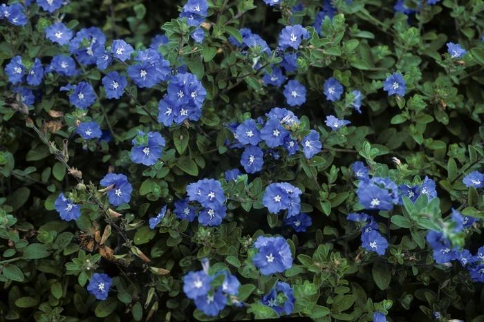 Evolvulus nuttallianus Blue Daze