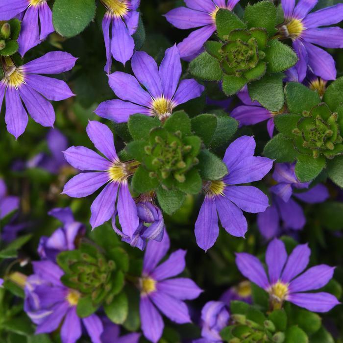 Scaevola Blue Brilliance