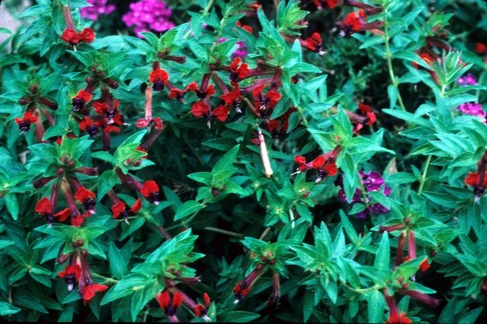 Cuphea purpurea Firecracker