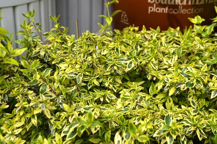 Abelia x grandiflora Suntastic™ Radiance