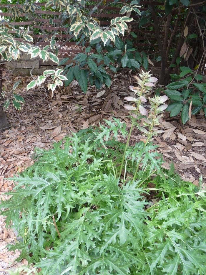 Acanthus spinosus