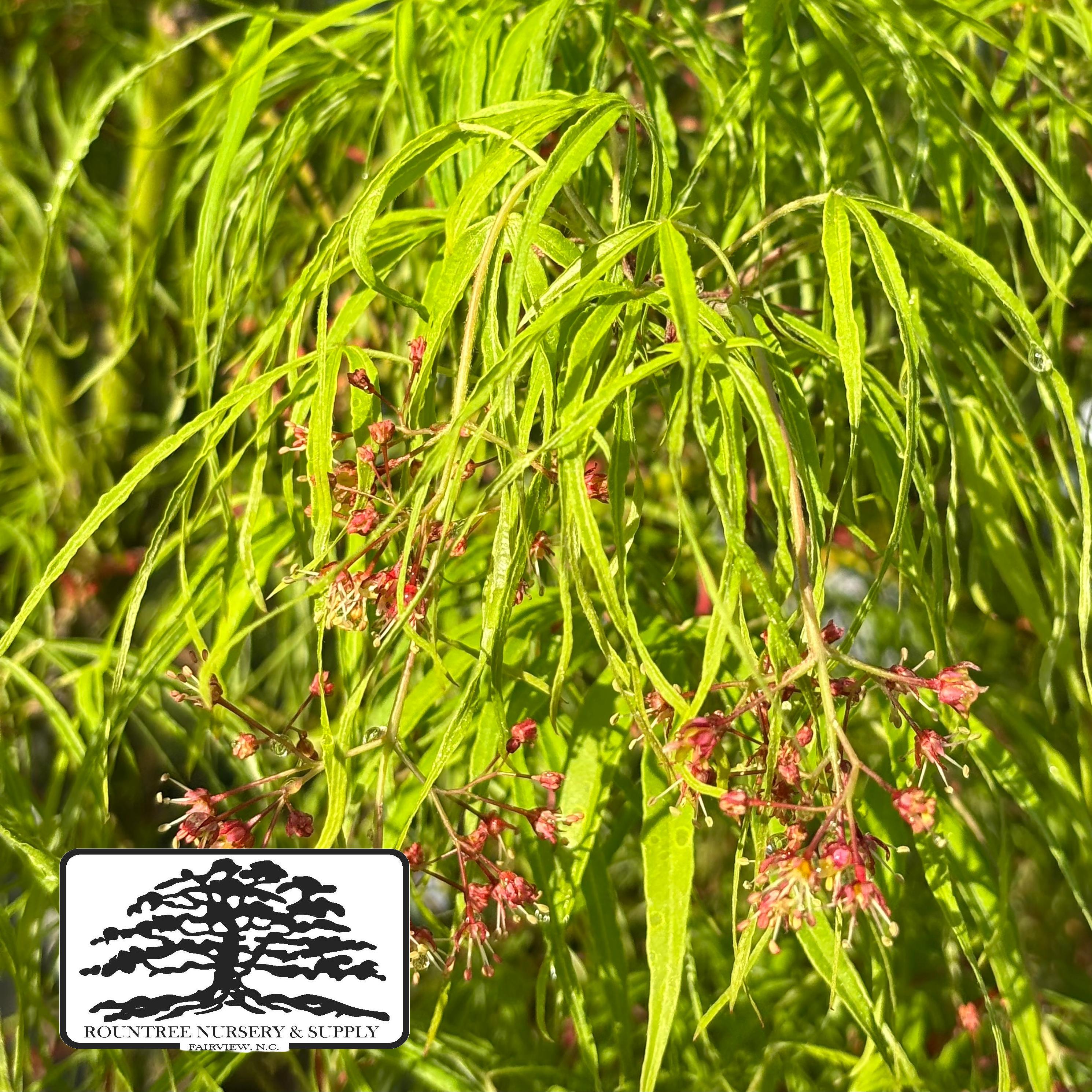 Japanese Maple 'Koto-no-ito' - Spring Color