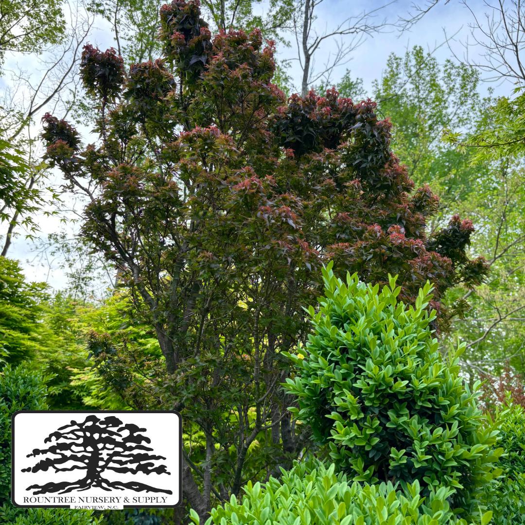 Japanese Maple 'Kurenai Jishi' - Spring Color