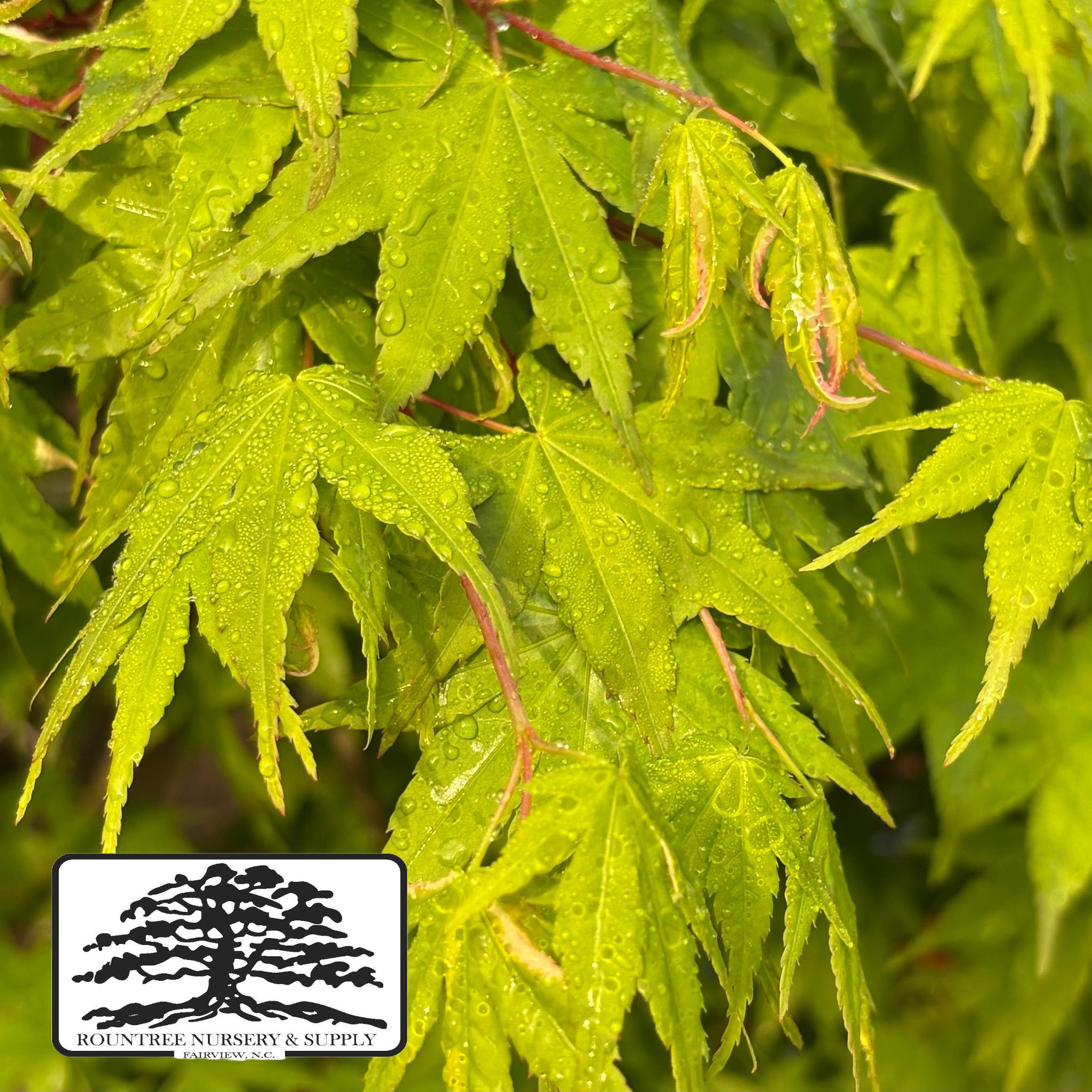 Japanese Maple 'Orido-nishiki' - Spring Color
