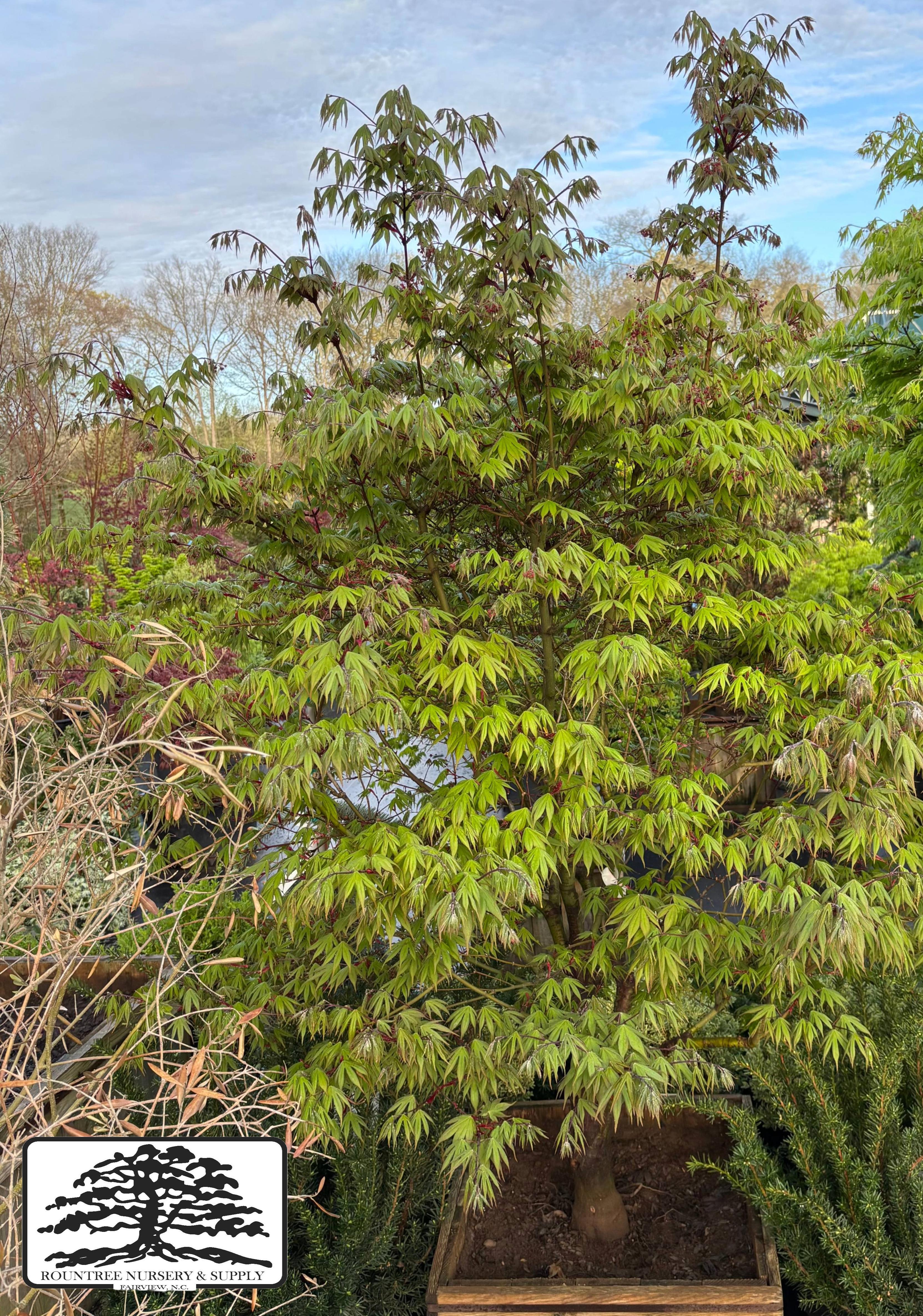 AJapanese Maple 'Osakazuki' - Spring Color