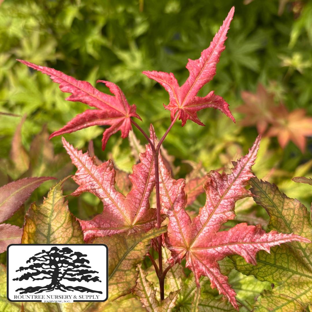 Japanese Maple 'Peaches and Cream' - Late Spring Color