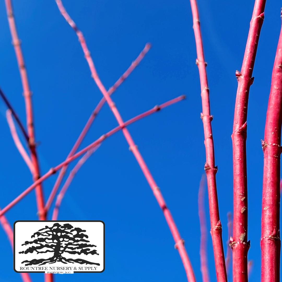 Japanese Maple 'Sango Kaku' - Winter Color
