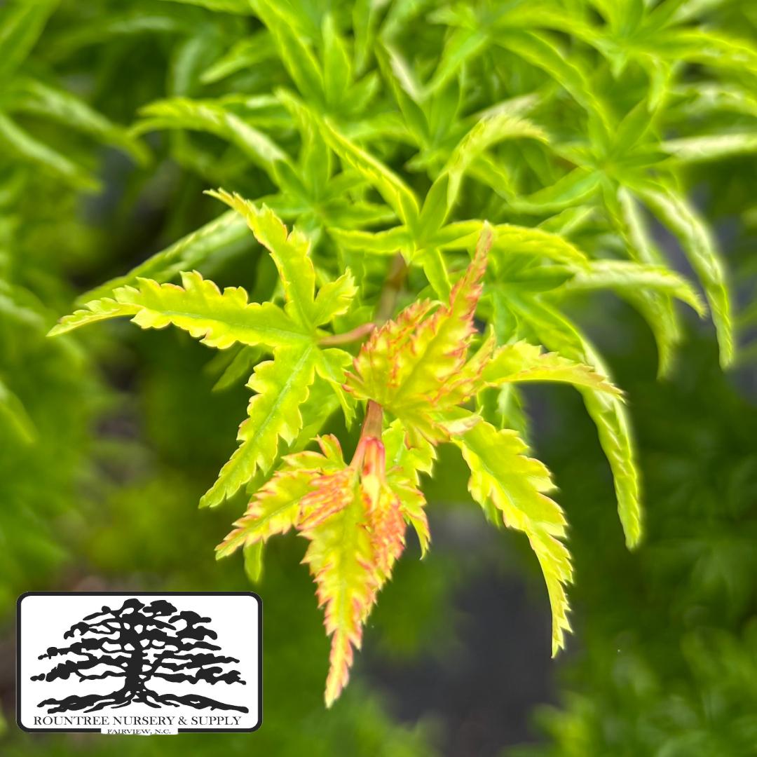 Japanese Maple 'Shishigashira' - Spring Color