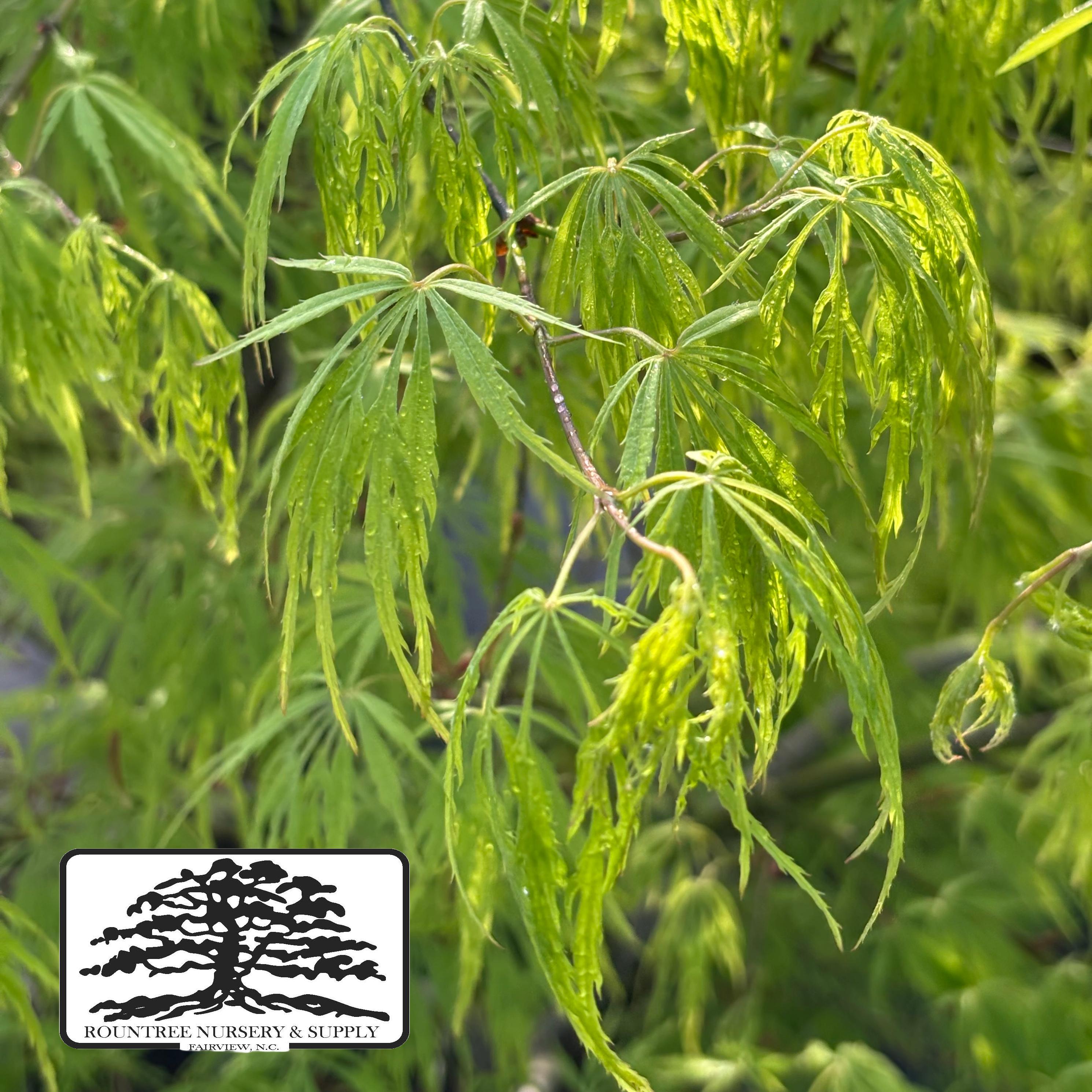 Japanese Maple 'Viridis' - Spring Color