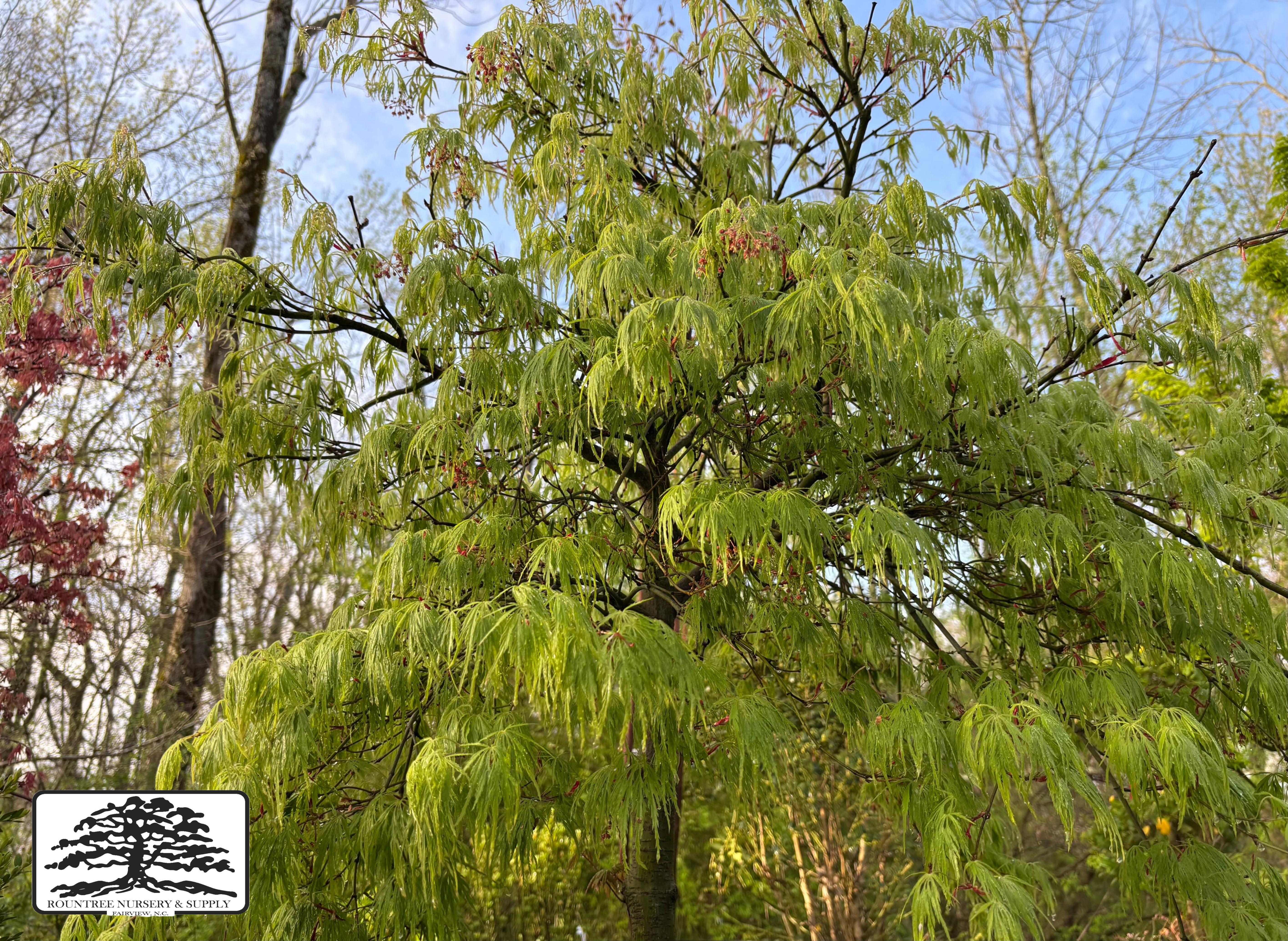 Japanese Maple 'Waterfall' - Spring Color