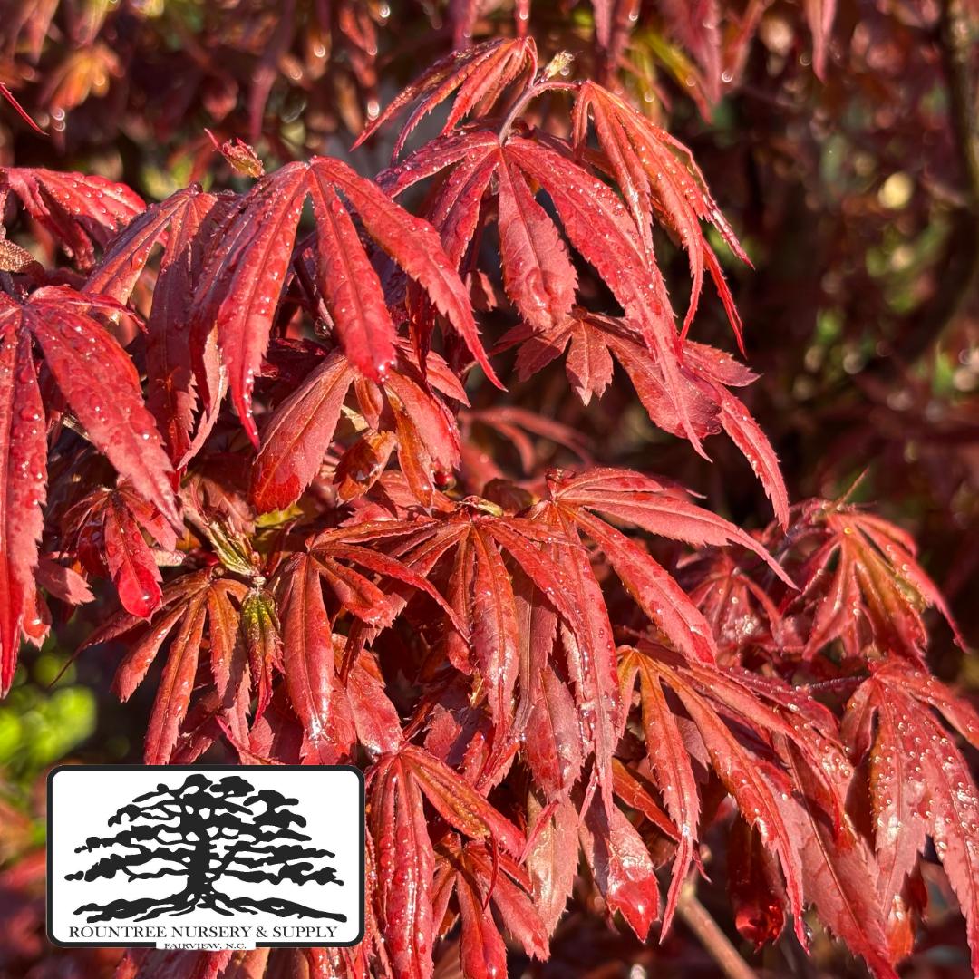 Japanese Maple 'Winter's Columnar Red' - Spring Color