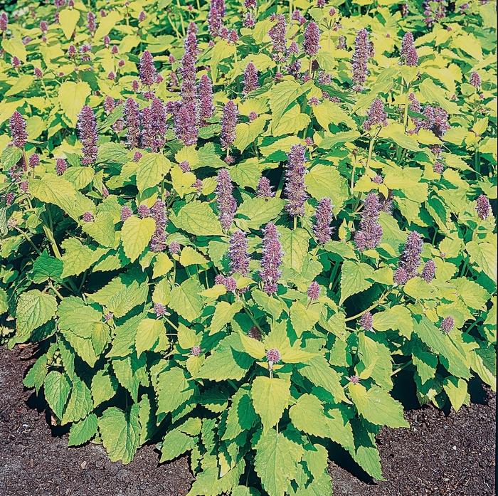 Agastache foeniculum Golden Jubilee