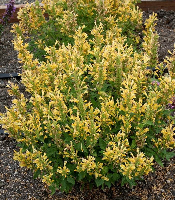 Agastache Poquito™ Butter Yellow