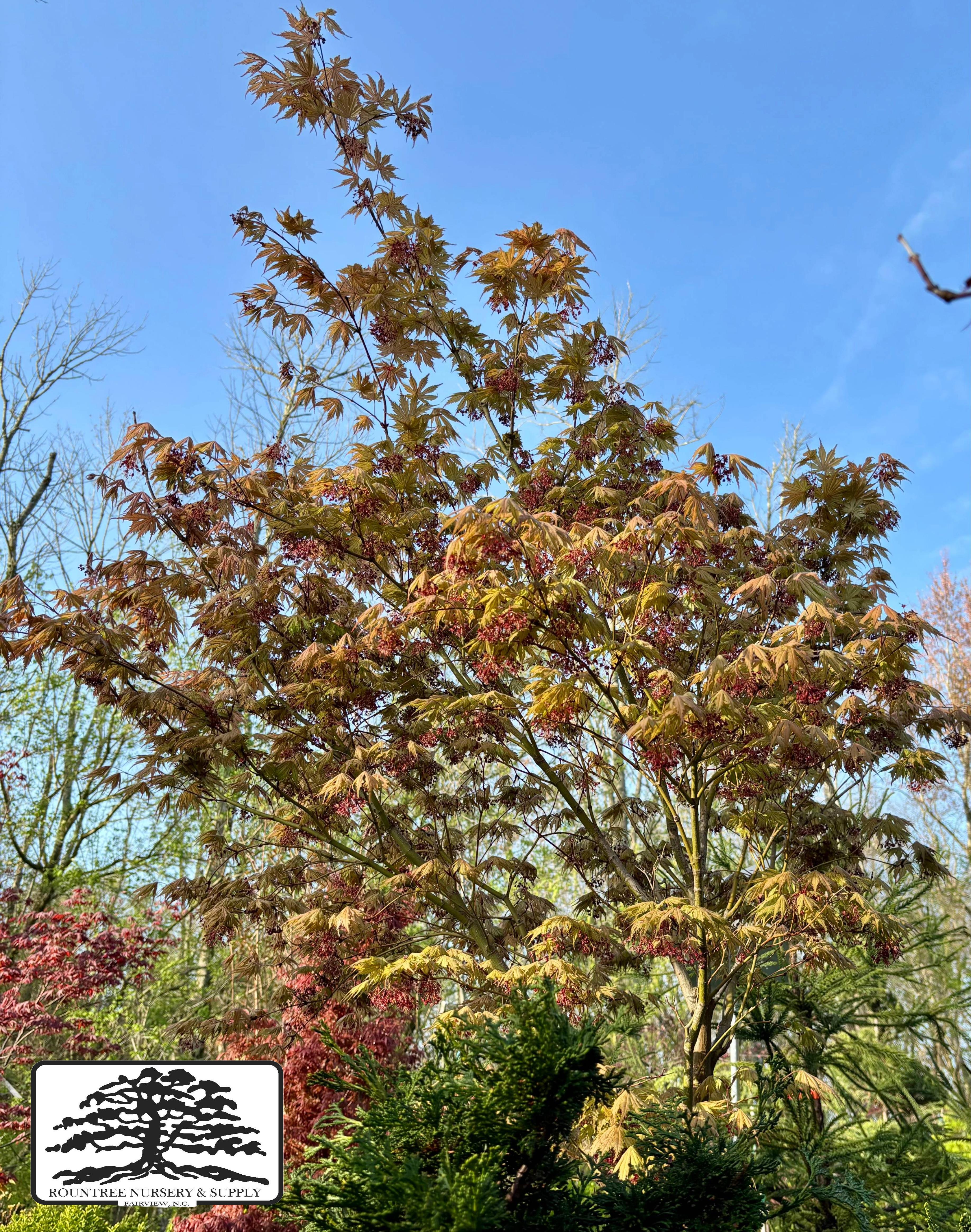 Japanese Maple 'Ariadne' - Spring Color