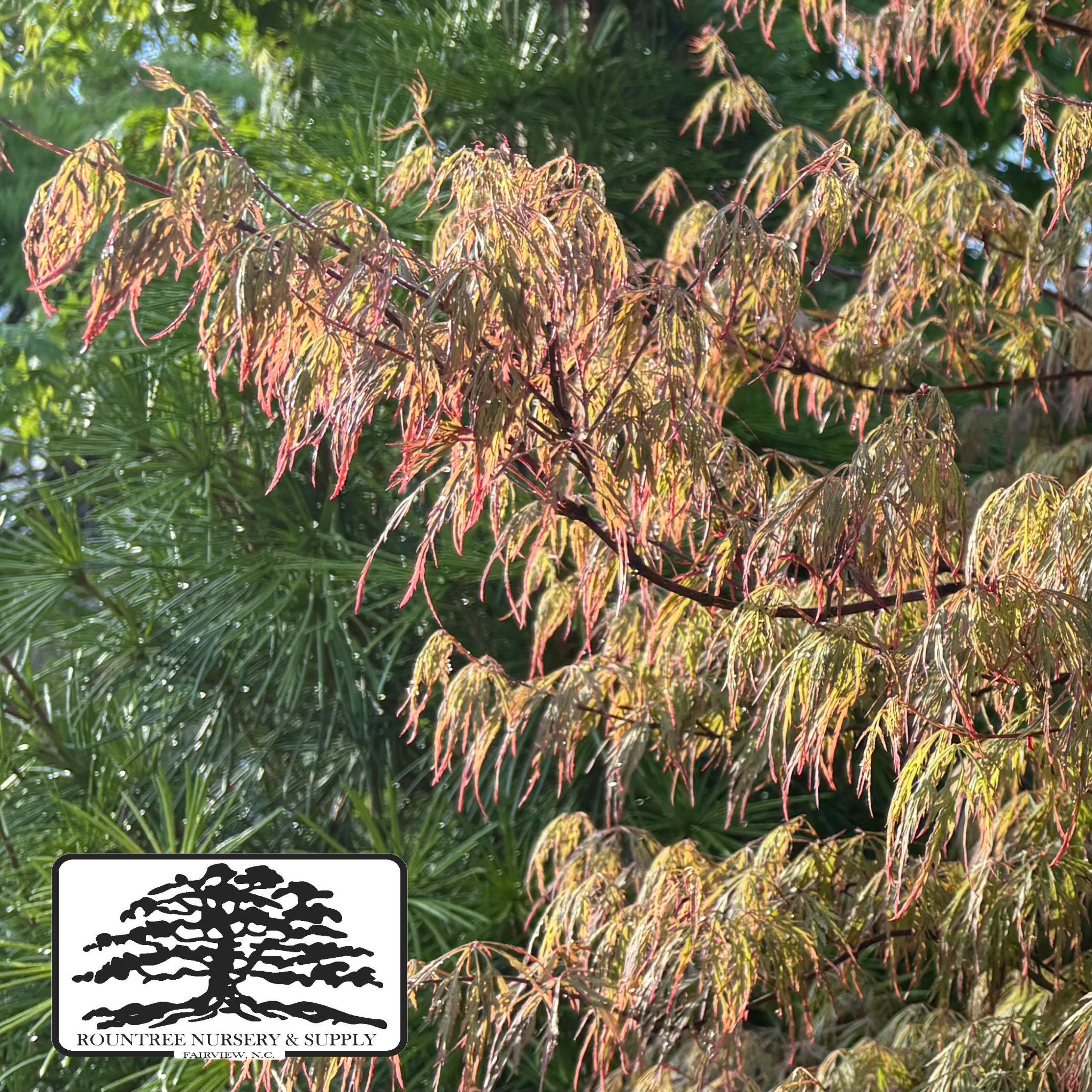 Japanese Maple 'Baldsmith' - Spring Color