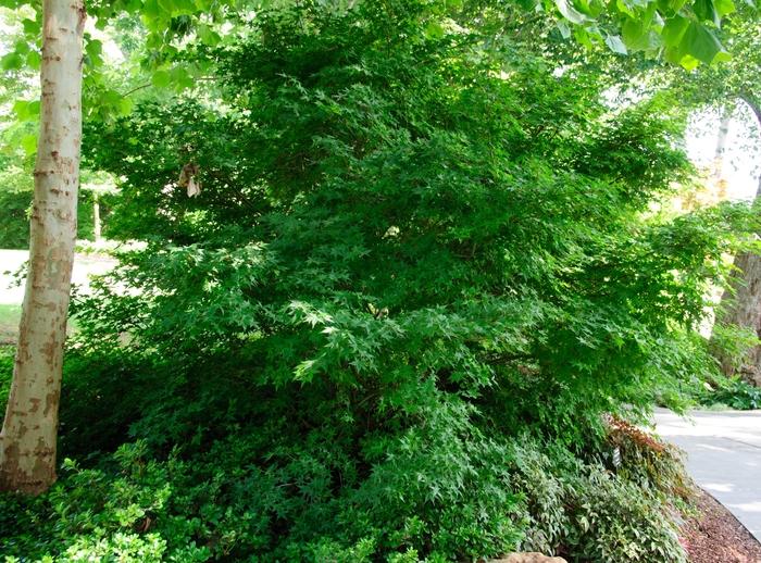 Acer palmatum Shindeshojo