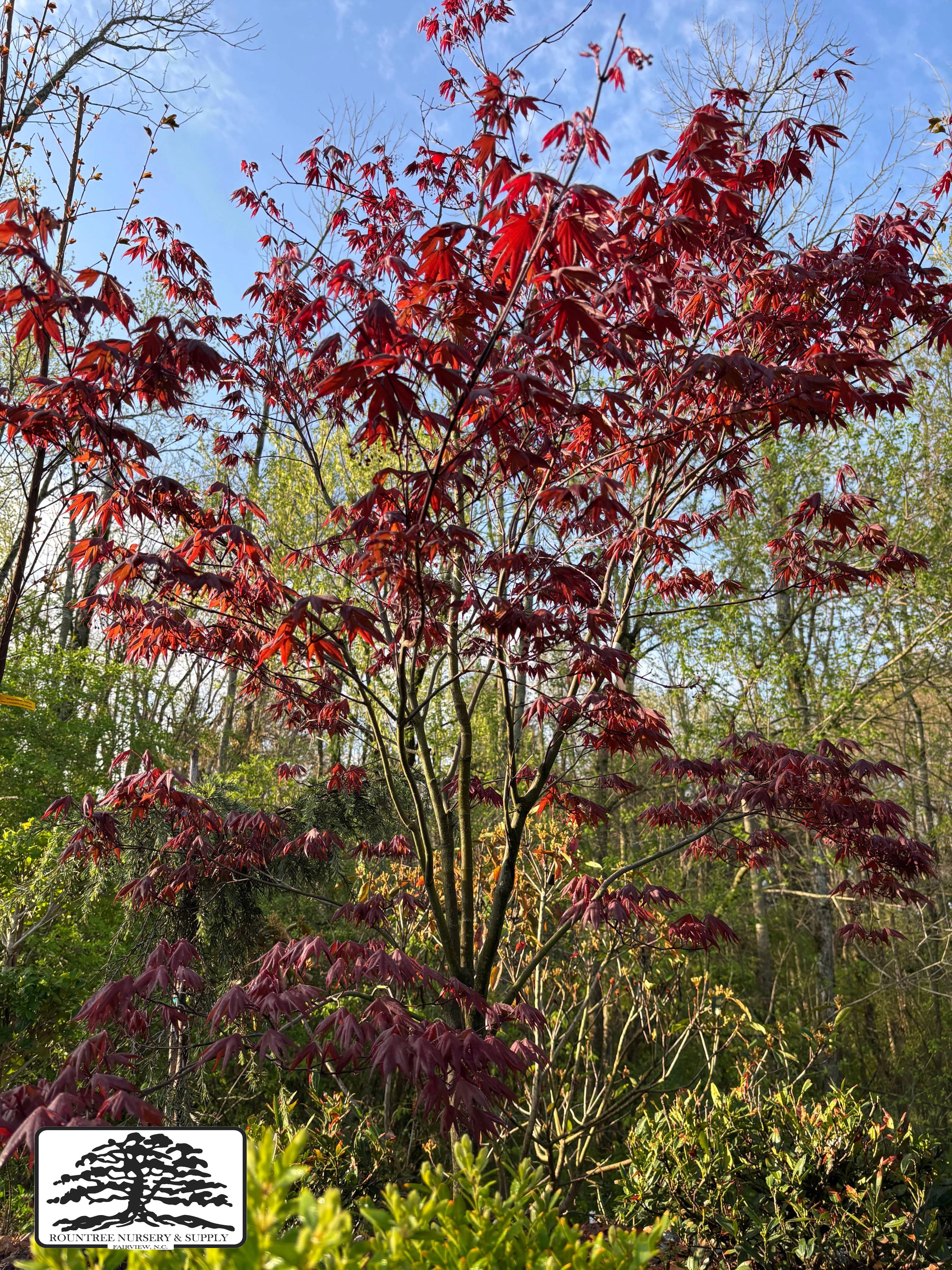 Japanese Maple 'Atropurpureum' - Spring Color