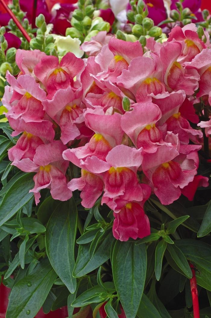 Antirrhinum majus Snapshot™ Pink