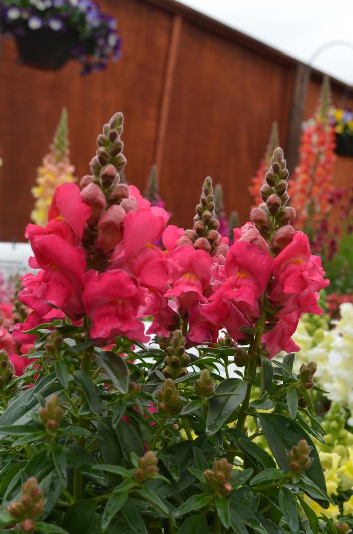 Antirrhinum majus Snapshot™ Rose