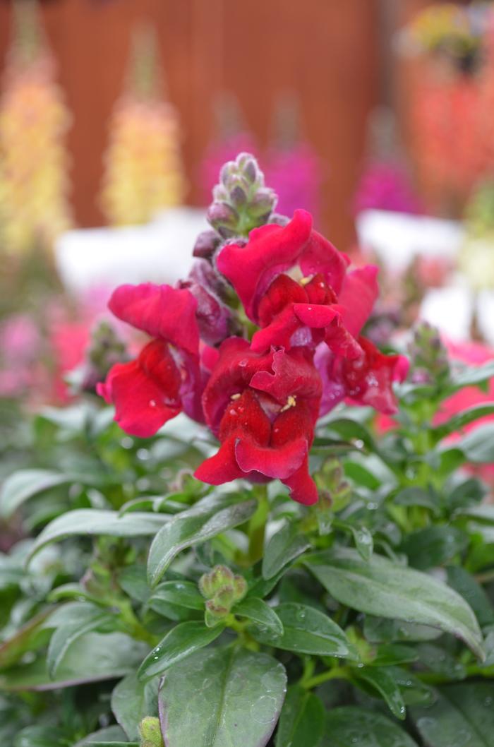 Antirrhinum majus Snapshot™ Red