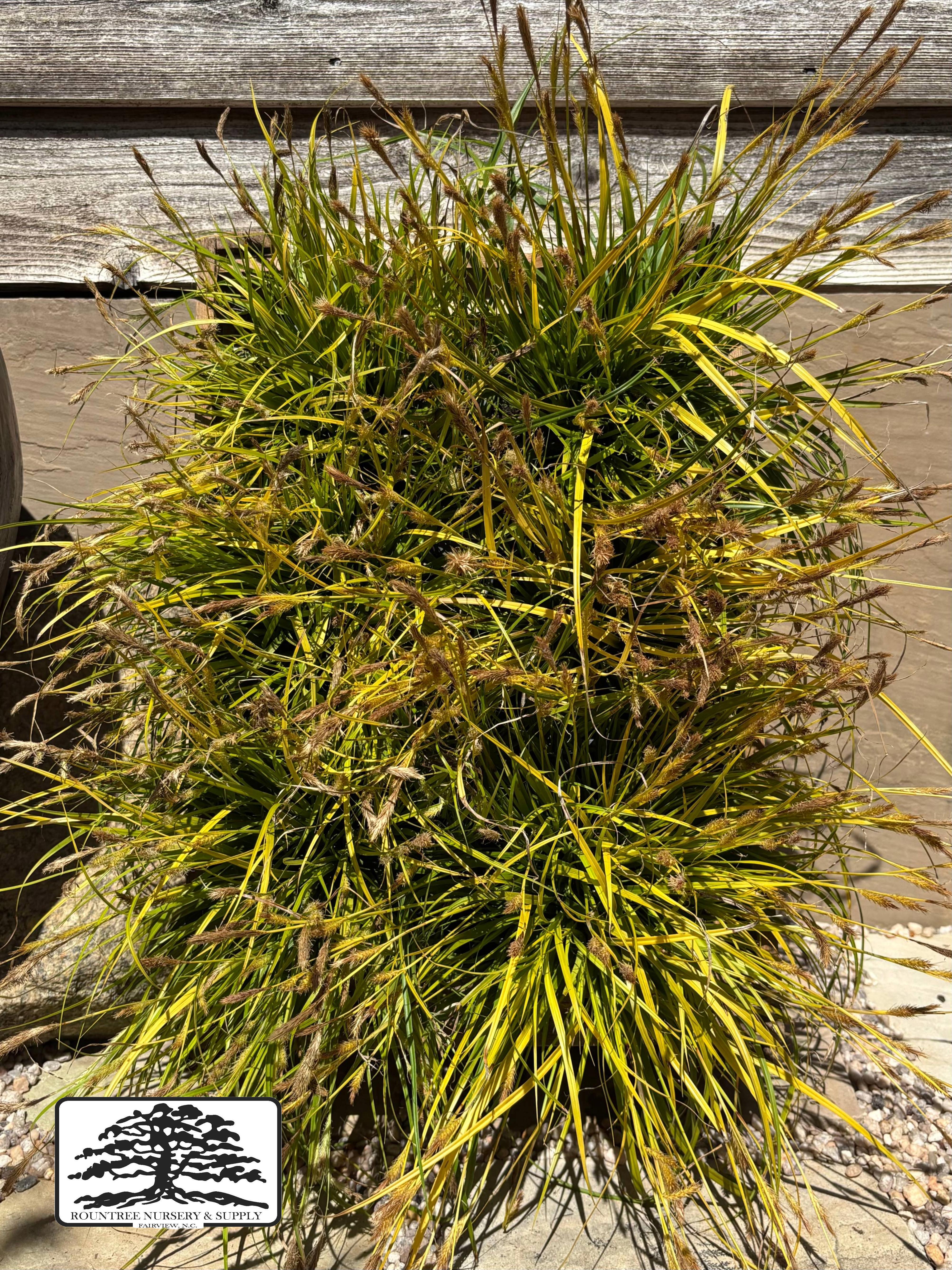 Carex EverColor® 'Everillo' - 1G Flat (6ct)