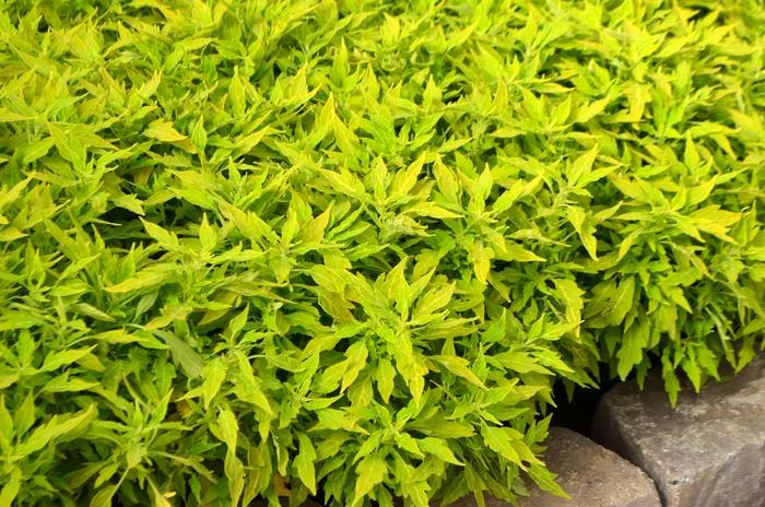 Coleus FlameThrower™ Salsa Verde