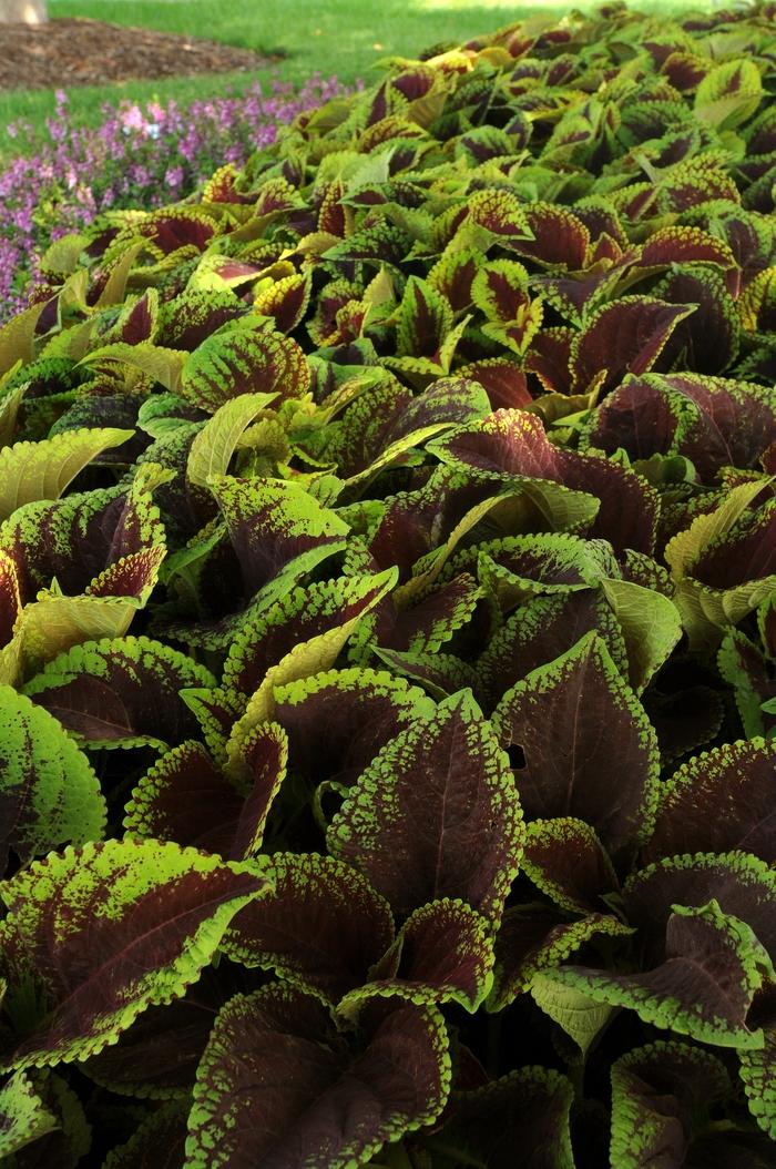 Coleus scutellarioides Kong Jr.™ Scarlet