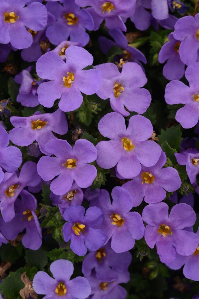 Sutera cordata MegaCopa™ Blue Improved